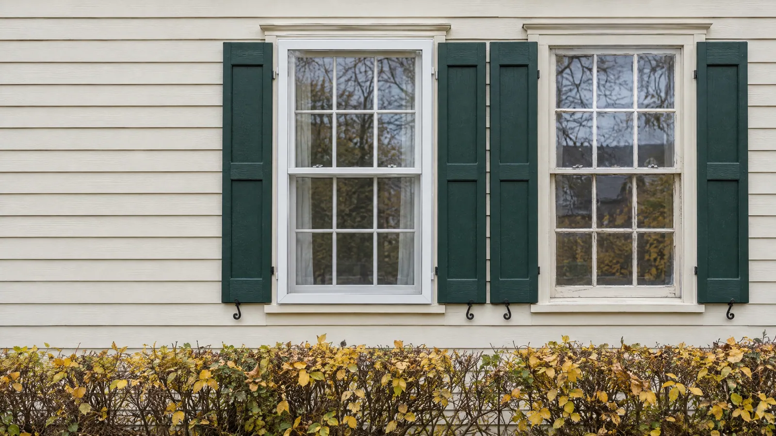Cream clapboard wall of a heritage house with two six-over-six wood sash windows between dark green board shutters, the left one fitted with an exterior wood storm window, above a clipped hedge in autumn yellow